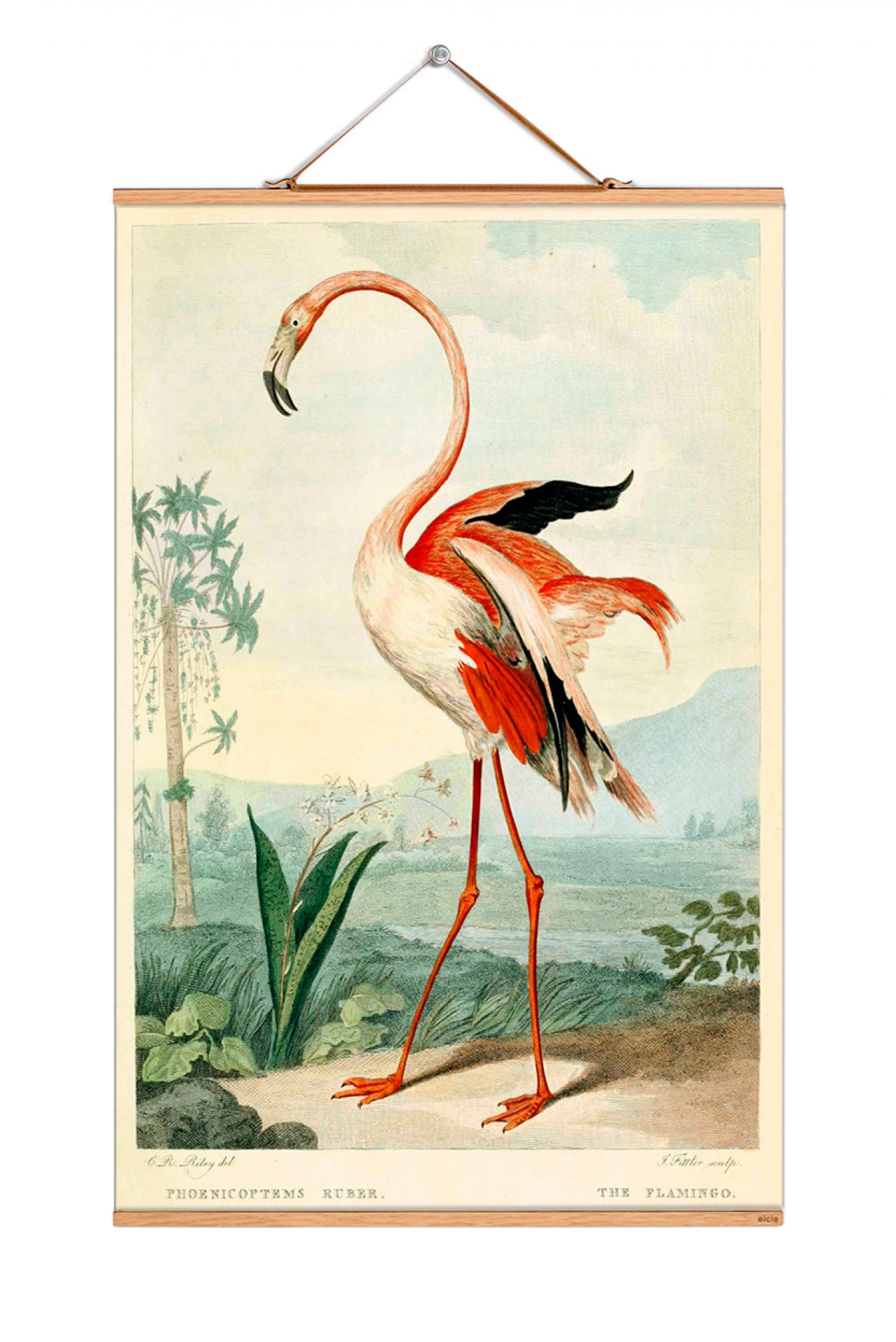 Birds South America Poster eicie SINGLE PIECES